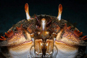 spanner crab by Volker Lonz 